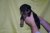 Puppies J